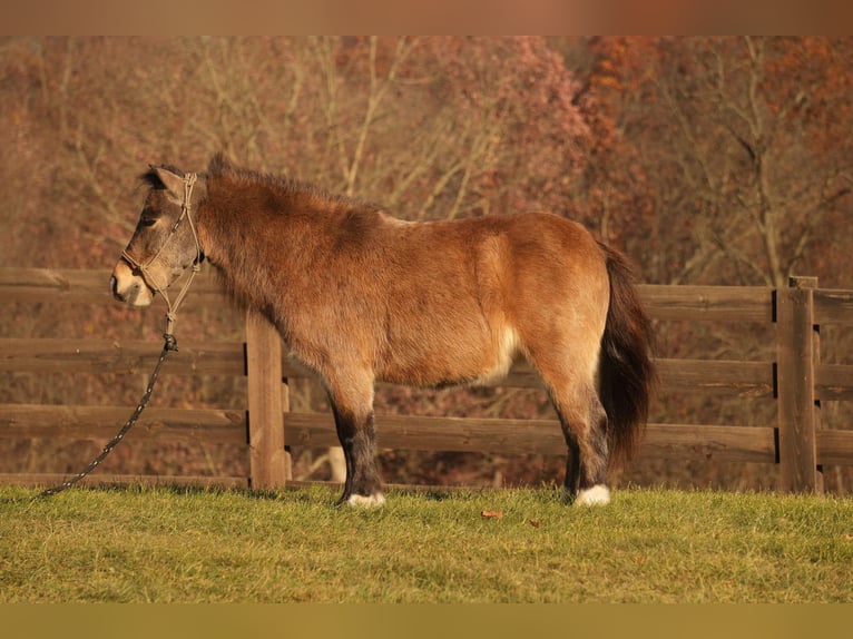 Altri pony/cavalli di piccola taglia Castrone 5 Anni Pelle di daino in Fresno, OH