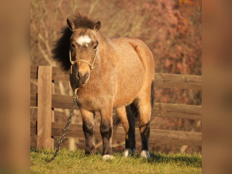 Altri pony/cavalli di piccola taglia Castrone 5 Anni Pelle di daino in Fresno, OH