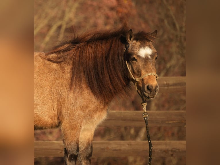 Altri pony/cavalli di piccola taglia Castrone 5 Anni Pelle di daino in Fresno, OH