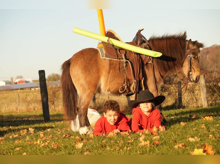 Altri pony/cavalli di piccola taglia Castrone 5 Anni Pelle di daino in Fresno, OH