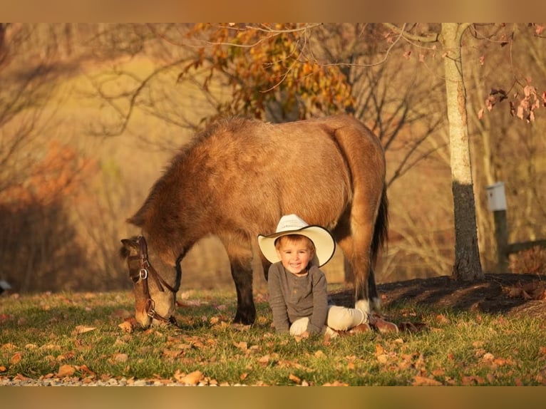 Altri pony/cavalli di piccola taglia Castrone 5 Anni Pelle di daino in Fresno, OH