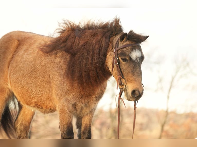 Altri pony/cavalli di piccola taglia Castrone 5 Anni Pelle di daino in Fresno, OH