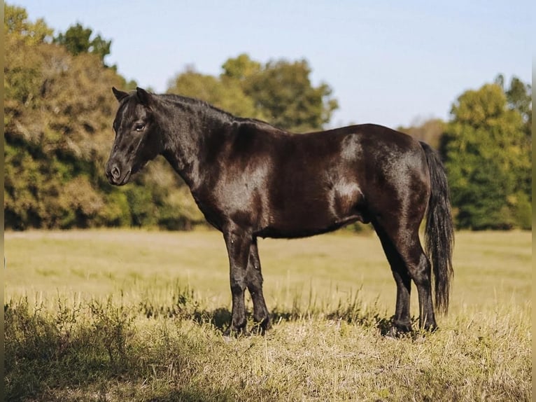 Altri pony/cavalli di piccola taglia Castrone 6 Anni 107 cm Morello in Lyles, TN