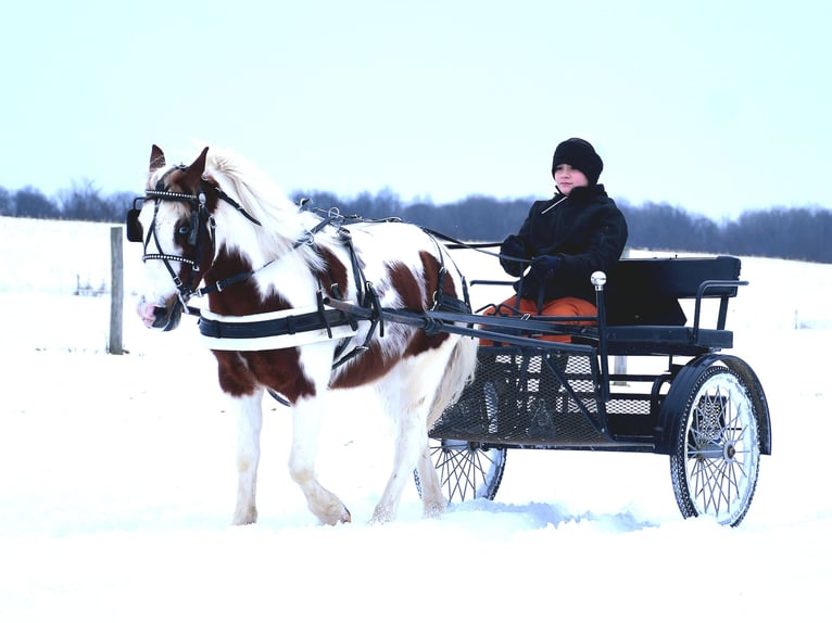 Altri pony/cavalli di piccola taglia Castrone 6 Anni 112 cm in Strasburg, OH