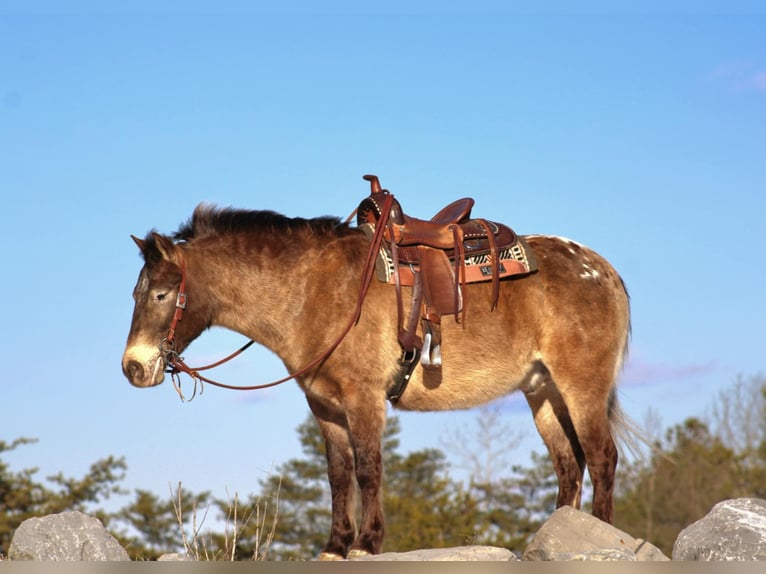 Altri pony/cavalli di piccola taglia Castrone 6 Anni 127 cm in Rebersburg, PA