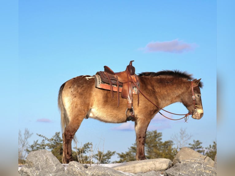 Altri pony/cavalli di piccola taglia Castrone 6 Anni 127 cm in Rebersburg, PA