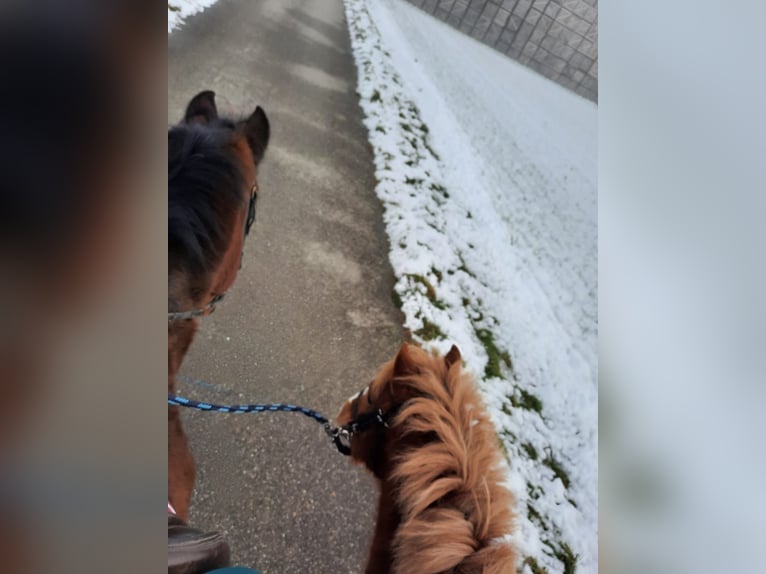 Altri pony/cavalli di piccola taglia Castrone 6 Anni 130 cm Sauro in Lobsigen