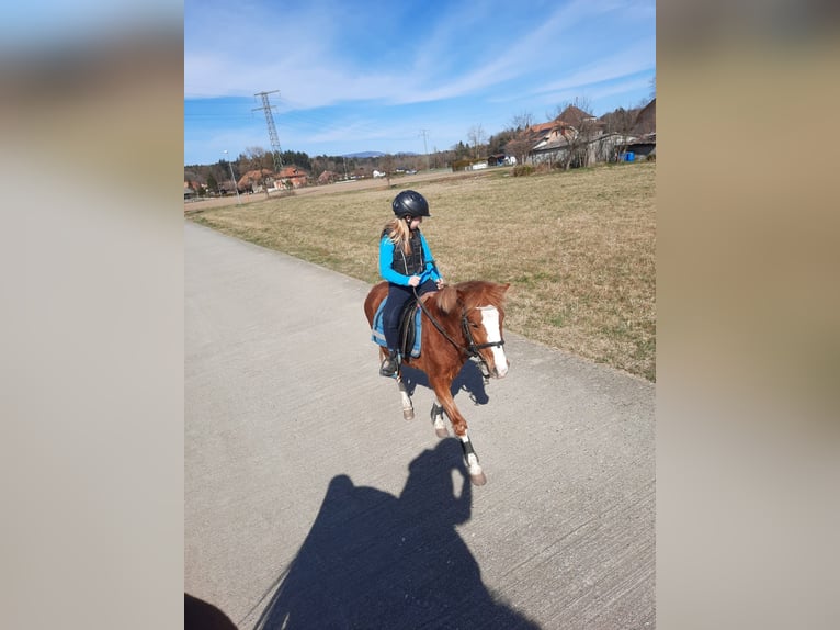 Altri pony/cavalli di piccola taglia Castrone 6 Anni 130 cm Sauro in Lobsigen