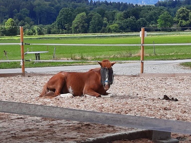 Altri pony/cavalli di piccola taglia Castrone 6 Anni 130 cm Sauro in Lobsigen