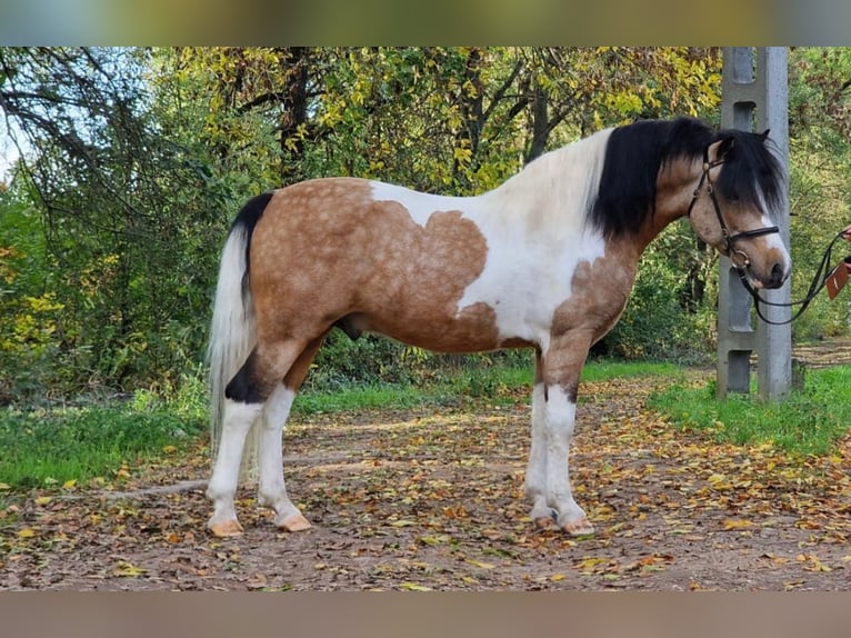 Altri pony/cavalli di piccola taglia Castrone 6 Anni 138 cm Pezzato in Rechnitz