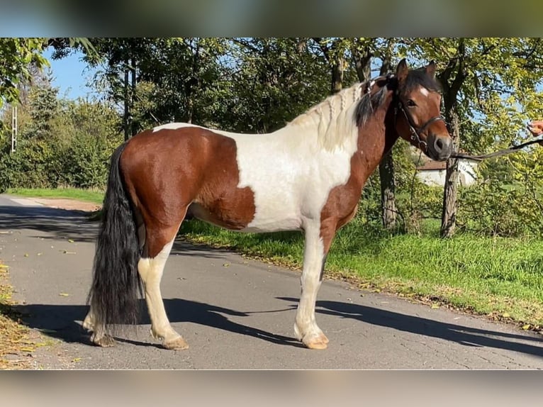 Altri pony/cavalli di piccola taglia Castrone 6 Anni 138 cm Pezzato in Rechnitz