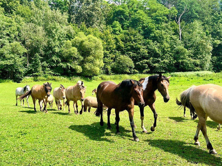 Altri pony/cavalli di piccola taglia Mix Castrone 6 Anni 145 cm Baio in Knüllwald