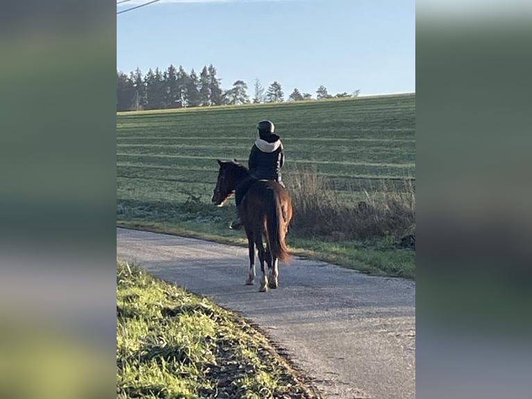 Altri pony/cavalli di piccola taglia Castrone 6 Anni 145 cm Baio scuro in Hohenthann