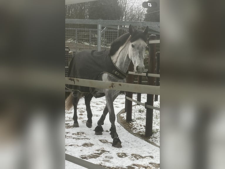 Altri pony/cavalli di piccola taglia Castrone 6 Anni 147 cm Grigio in Liège