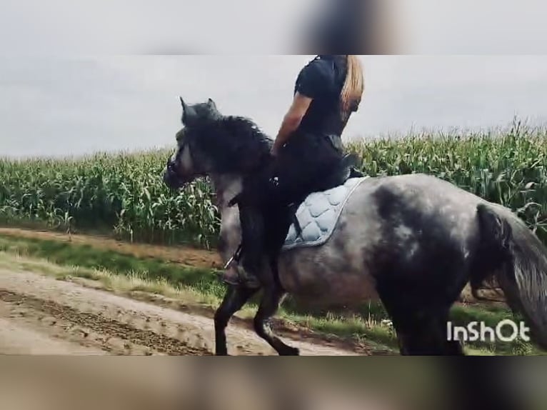 Altri pony/cavalli di piccola taglia Castrone 6 Anni 147 cm Grigio in Liège