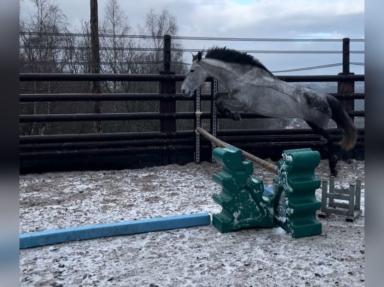 Altri pony/cavalli di piccola taglia Castrone 6 Anni 147 cm Grigio in Liège