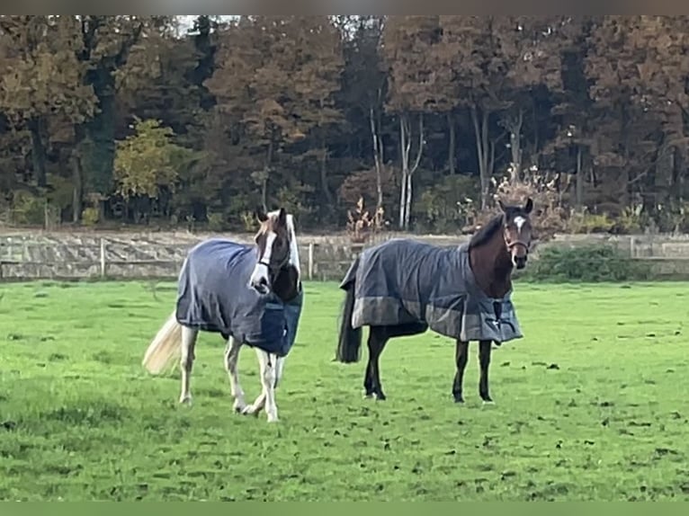 Altri pony/cavalli di piccola taglia Castrone 6 Anni 147 cm Pezzato in Cloppenburg