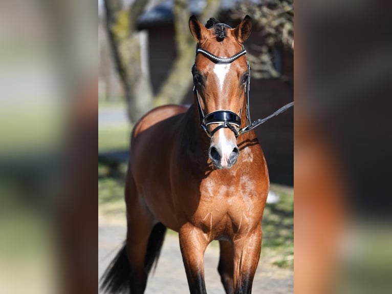 Altri pony/cavalli di piccola taglia Castrone 6 Anni 148 cm Baio in Heiloo