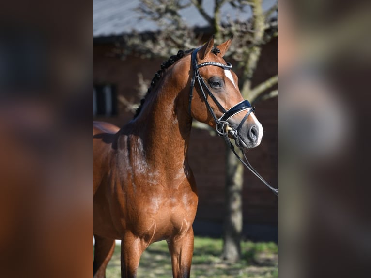 Altri pony/cavalli di piccola taglia Castrone 6 Anni 148 cm Baio in Heiloo