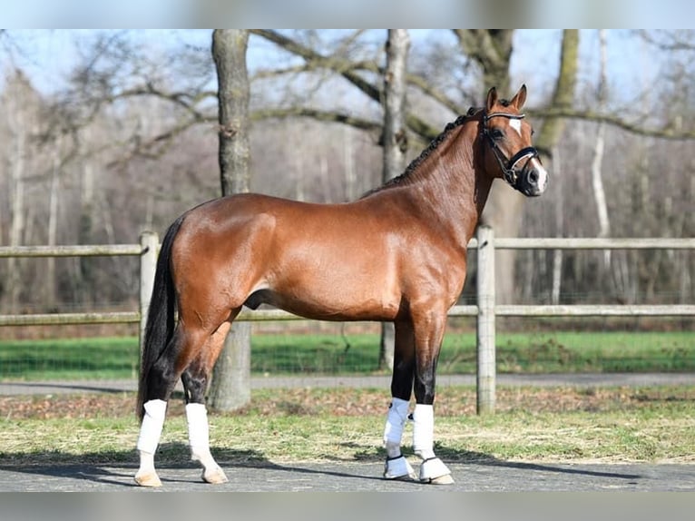 Altri pony/cavalli di piccola taglia Castrone 6 Anni 148 cm Baio in Heiloo