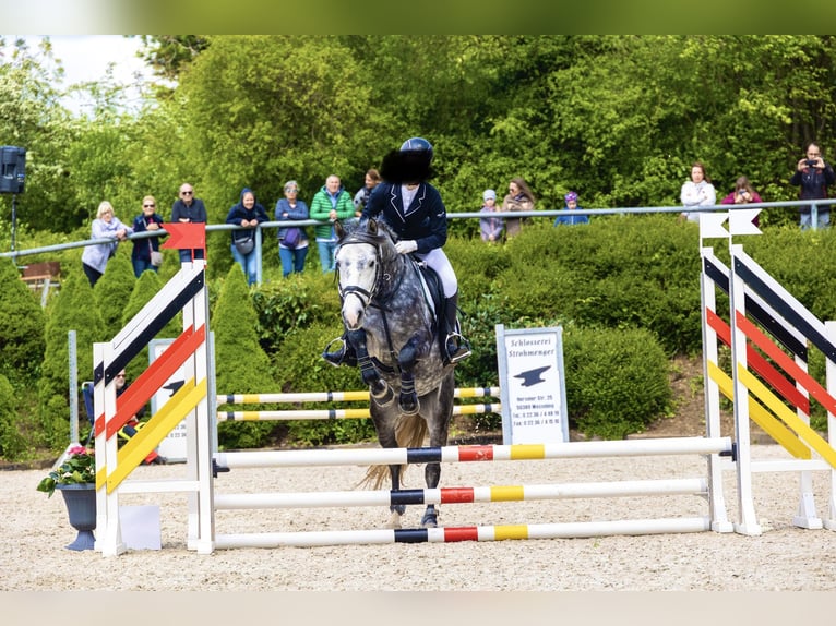 Altri pony/cavalli di piccola taglia Mix Castrone 6 Anni 148 cm Grigio pezzato in Zülpich