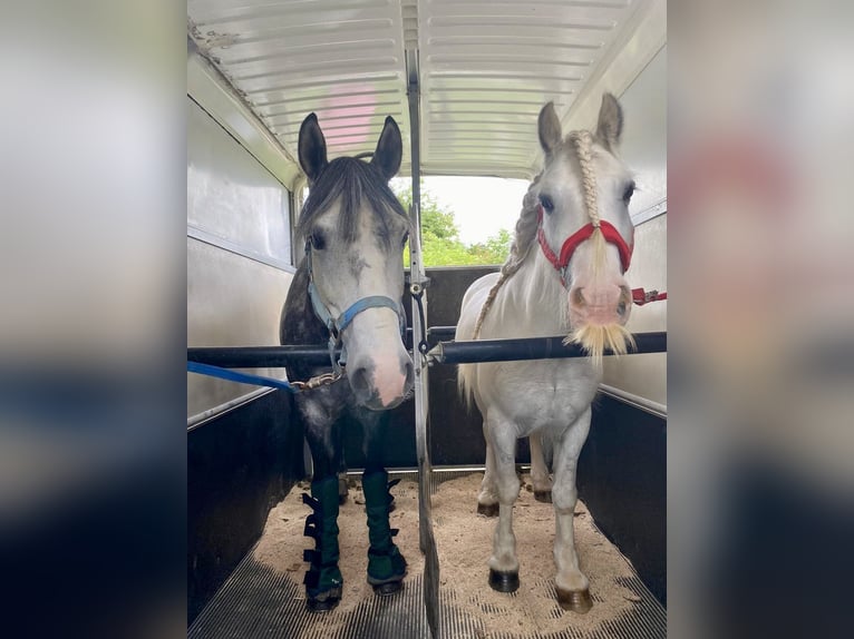 Altri pony/cavalli di piccola taglia Mix Castrone 6 Anni 148 cm Grigio pezzato in Zülpich