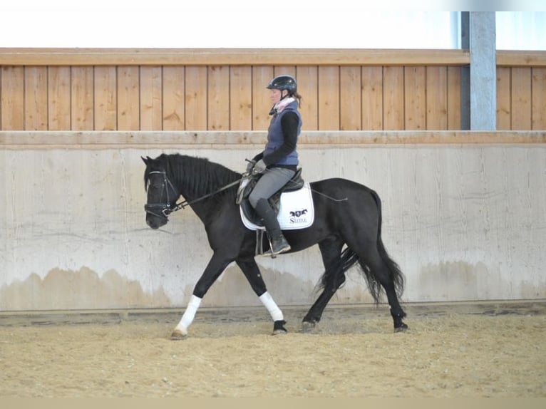 Altri pony/cavalli di piccola taglia Castrone 6 Anni 148 cm Morello in Wellheim