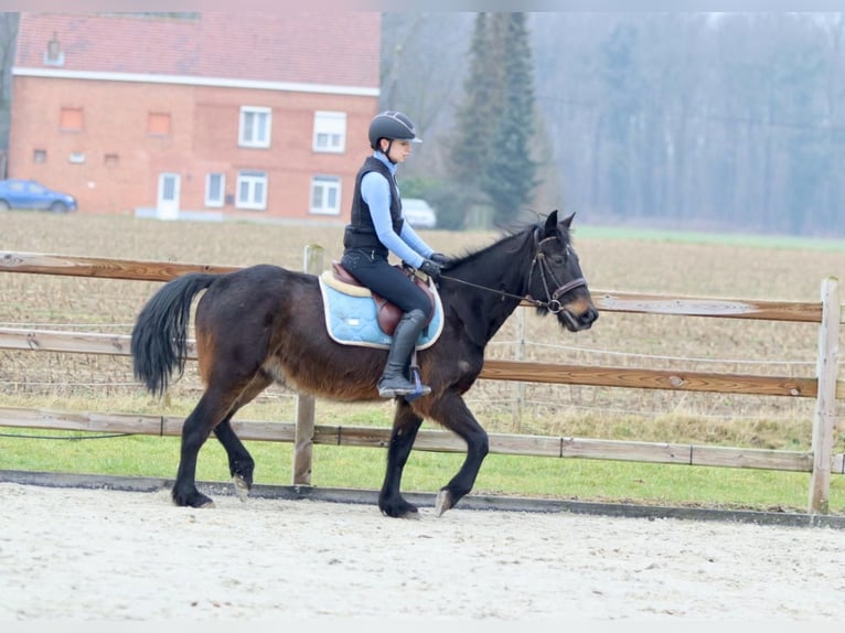 Altri pony/cavalli di piccola taglia Castrone 6 Anni 151 cm Baio in Bogaarden