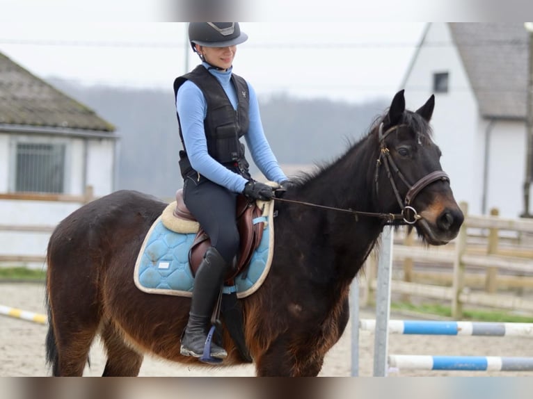 Altri pony/cavalli di piccola taglia Castrone 6 Anni 151 cm Baio in Bogaarden