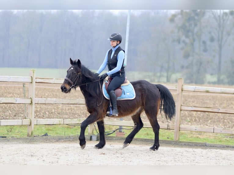 Altri pony/cavalli di piccola taglia Castrone 6 Anni 151 cm Baio in Bogaarden