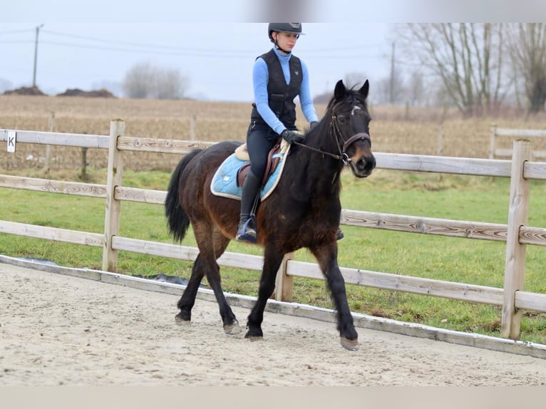 Altri pony/cavalli di piccola taglia Castrone 6 Anni 151 cm Baio in Bogaarden