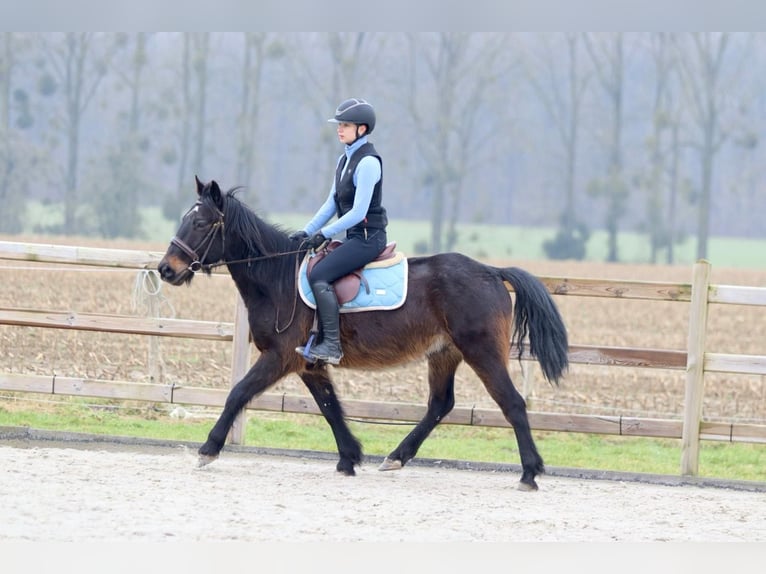 Altri pony/cavalli di piccola taglia Castrone 6 Anni 151 cm Baio in Bogaarden