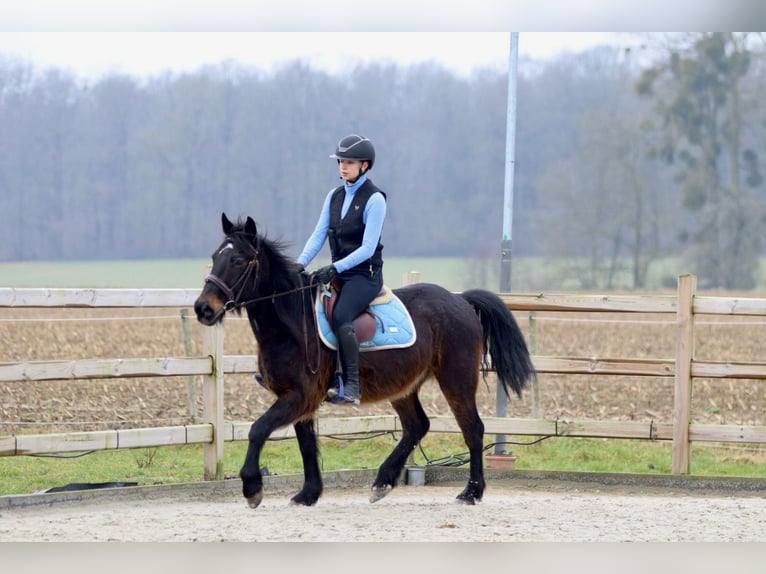 Altri pony/cavalli di piccola taglia Castrone 6 Anni 151 cm Baio in Bogaarden