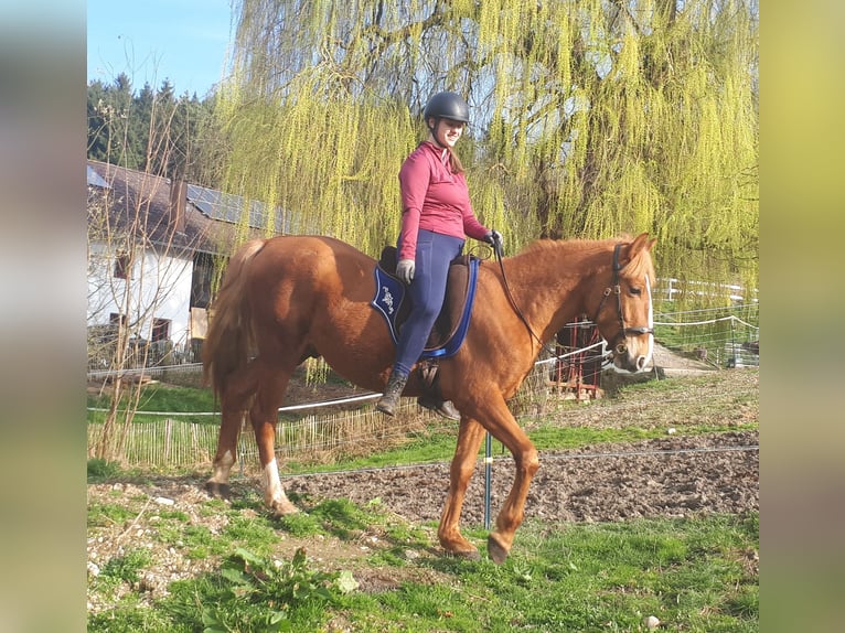 Altri pony/cavalli di piccola taglia Castrone 6 Anni 152 cm Sauro in Bayerbach