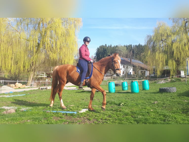 Altri pony/cavalli di piccola taglia Castrone 6 Anni 152 cm Sauro in Bayerbach