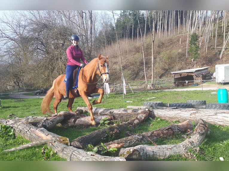 Altri pony/cavalli di piccola taglia Castrone 6 Anni 152 cm Sauro in Bayerbach