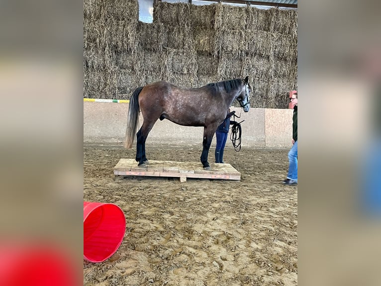 Altri pony/cavalli di piccola taglia Castrone 6 Anni 154 cm Può diventare grigio in Hamm