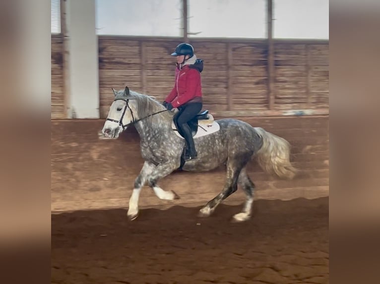 Altri pony/cavalli di piccola taglia Castrone 6 Anni 155 cm Grigio pezzato in Pelmberg