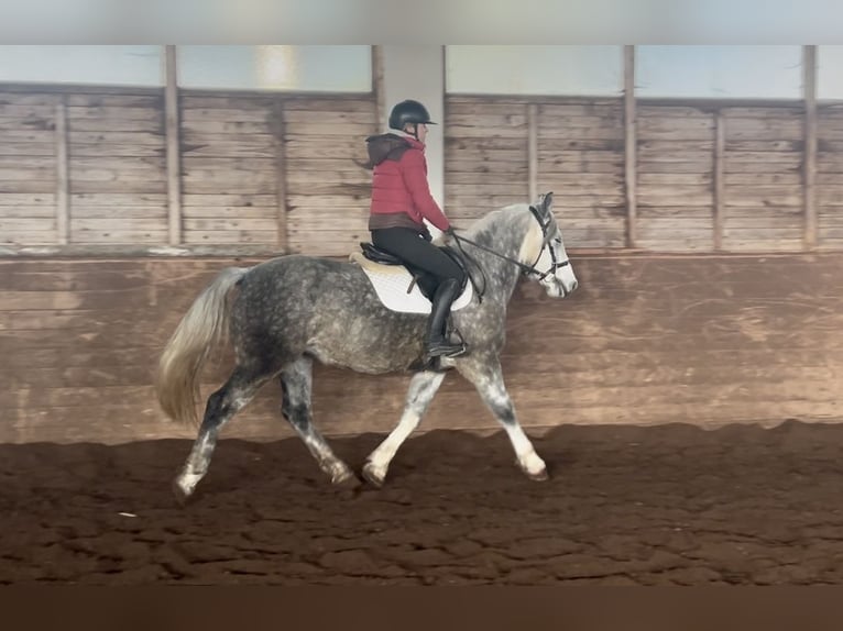 Altri pony/cavalli di piccola taglia Castrone 6 Anni 155 cm Grigio pezzato in Pelmberg