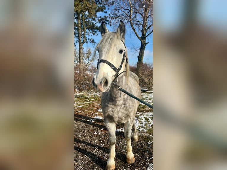 Altri pony/cavalli di piccola taglia Castrone 6 Anni 155 cm Grigio pezzato in Pelmberg