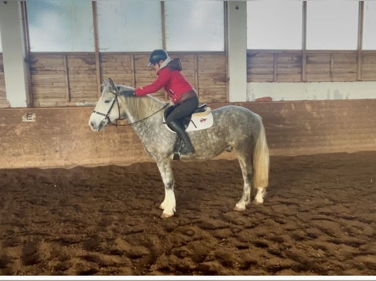 Altri pony/cavalli di piccola taglia Castrone 6 Anni 155 cm Grigio pezzato in Pelmberg