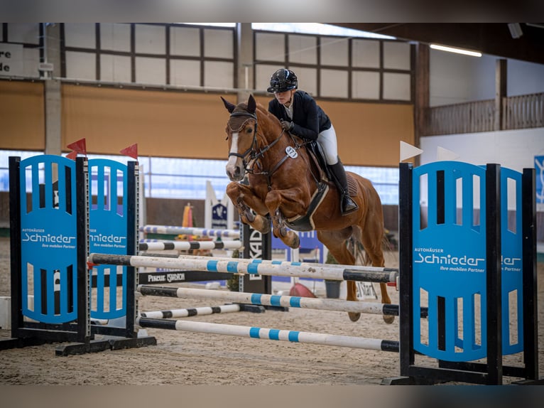 Altri pony/cavalli di piccola taglia Castrone 6 Anni 155 cm Sauro in Herford