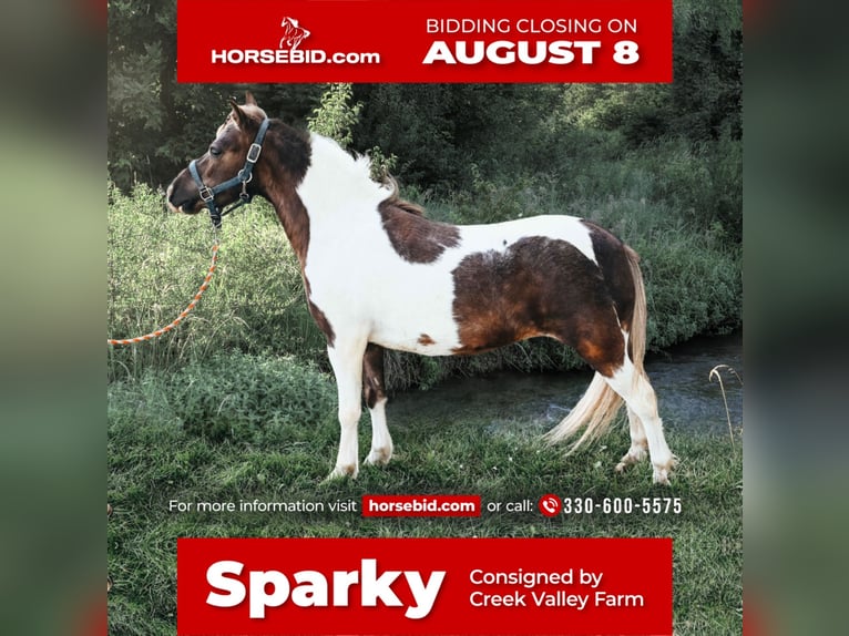 Altri pony/cavalli di piccola taglia Castrone 6 Anni 89 cm in Apple Creek, OH