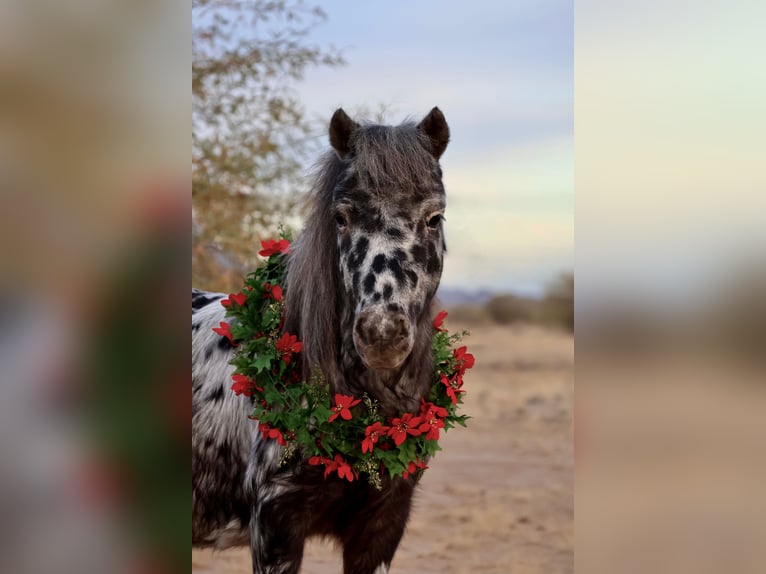 Altri pony/cavalli di piccola taglia Castrone 6 Anni 91 cm in Buckeye