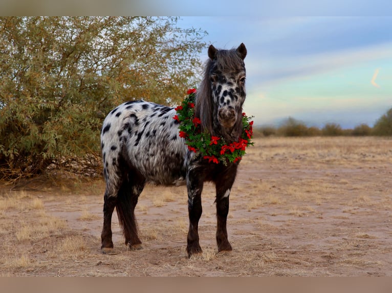 Altri pony/cavalli di piccola taglia Castrone 6 Anni 91 cm in Buckeye