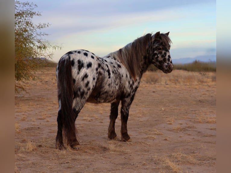 Altri pony/cavalli di piccola taglia Castrone 6 Anni 91 cm in Buckeye