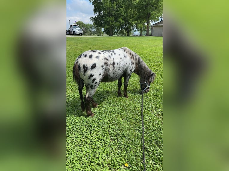 Altri pony/cavalli di piccola taglia Castrone 6 Anni 91 cm in Buckeye