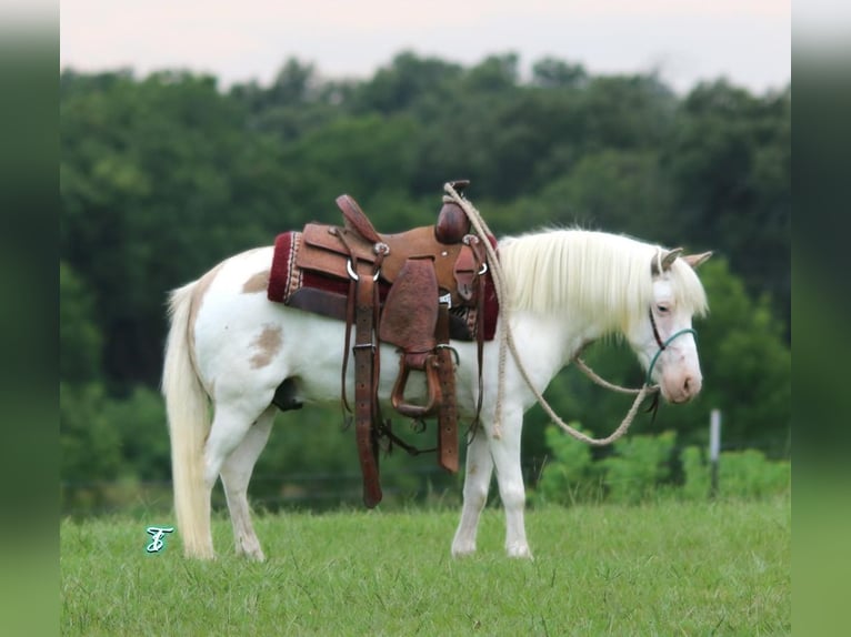 Altri pony/cavalli di piccola taglia Castrone 6 Anni 97 cm Falbo in Carthage, TX