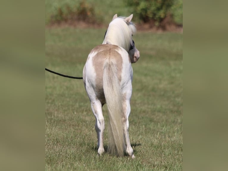 Altri pony/cavalli di piccola taglia Castrone 6 Anni 97 cm Falbo in Carthage, TX