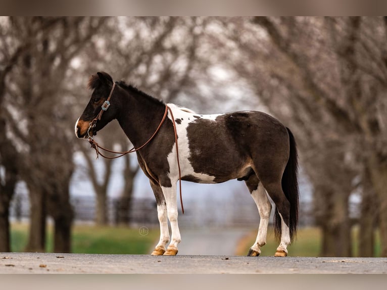 Altri pony/cavalli di piccola taglia Castrone 6 Anni 97 cm in Lebanon